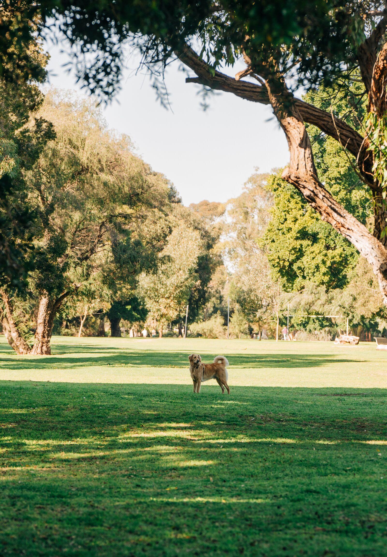 LAKE CLAREMONT IS THE PERFECT SPACE FOR YOUR FOUR-LEGGED FRIENDS TO STRETCH THEIR LEGS.